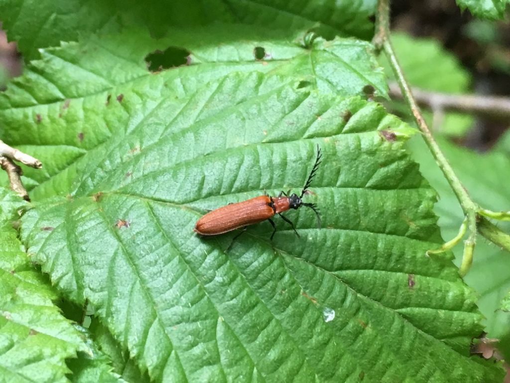 Omalisidae? No, Elateridae: Denticollis rubens