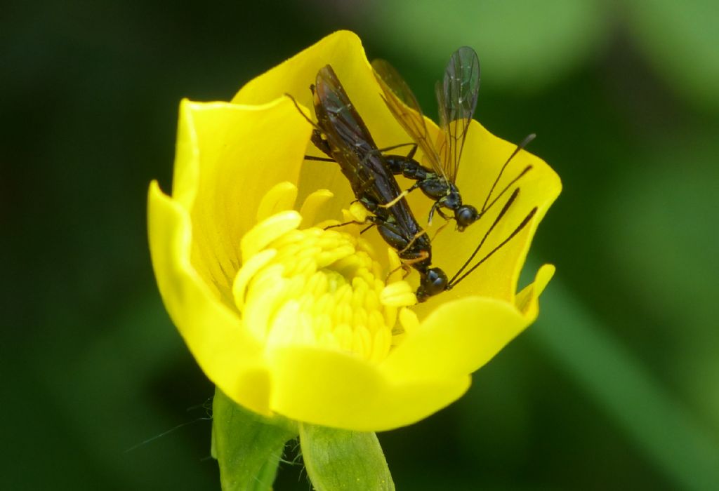 Cephidae in copula.