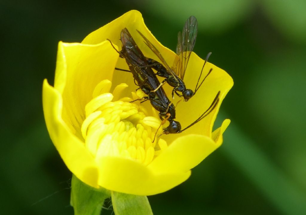 Cephidae in copula.