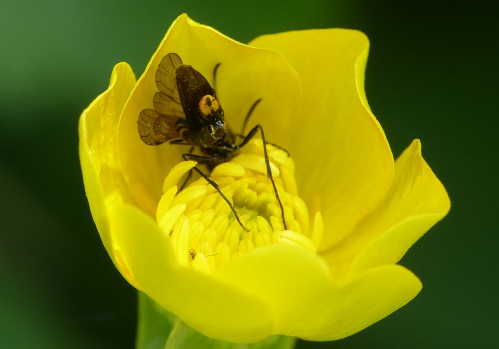 Cephidae in copula.