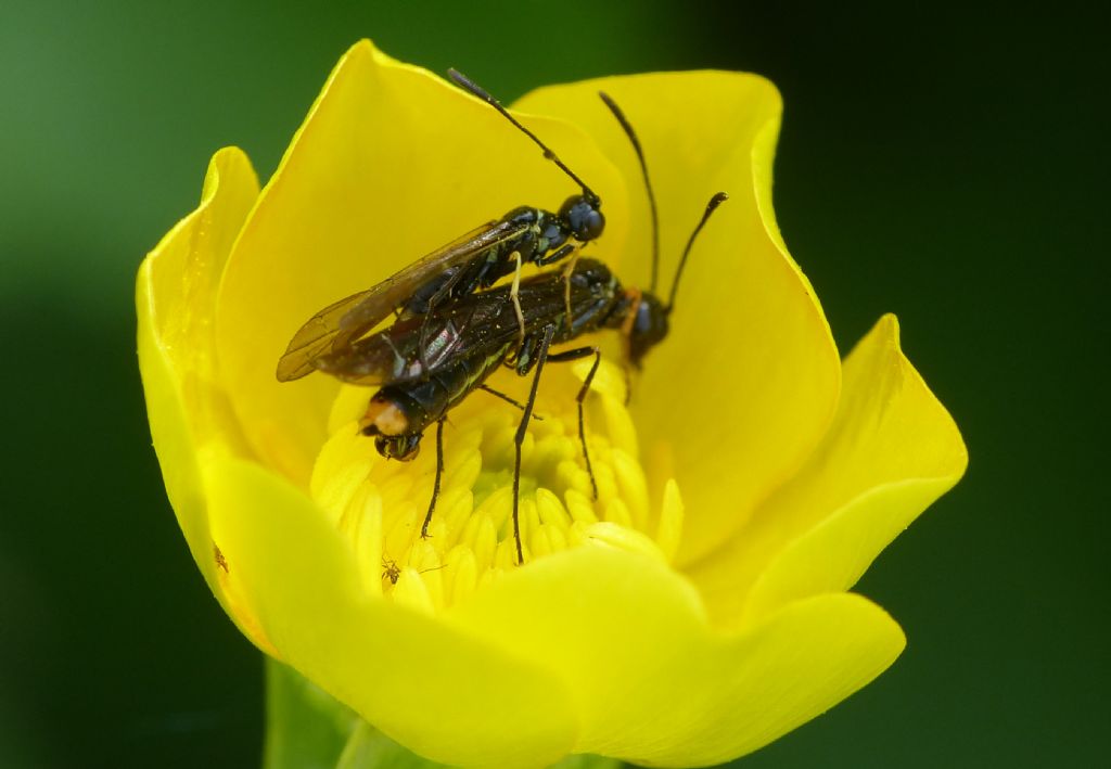 Cephidae in copula.