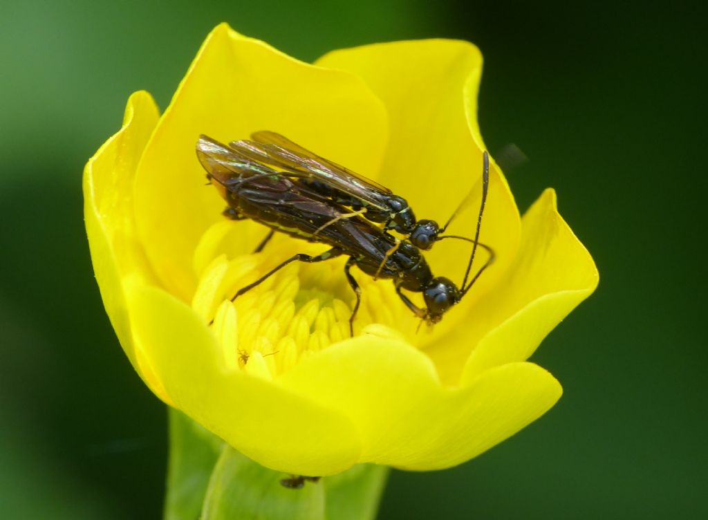 Cephidae in copula.