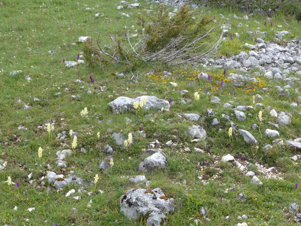 Monte Velino e Monti della Duchessa, le orchidee e la Natura  2024.