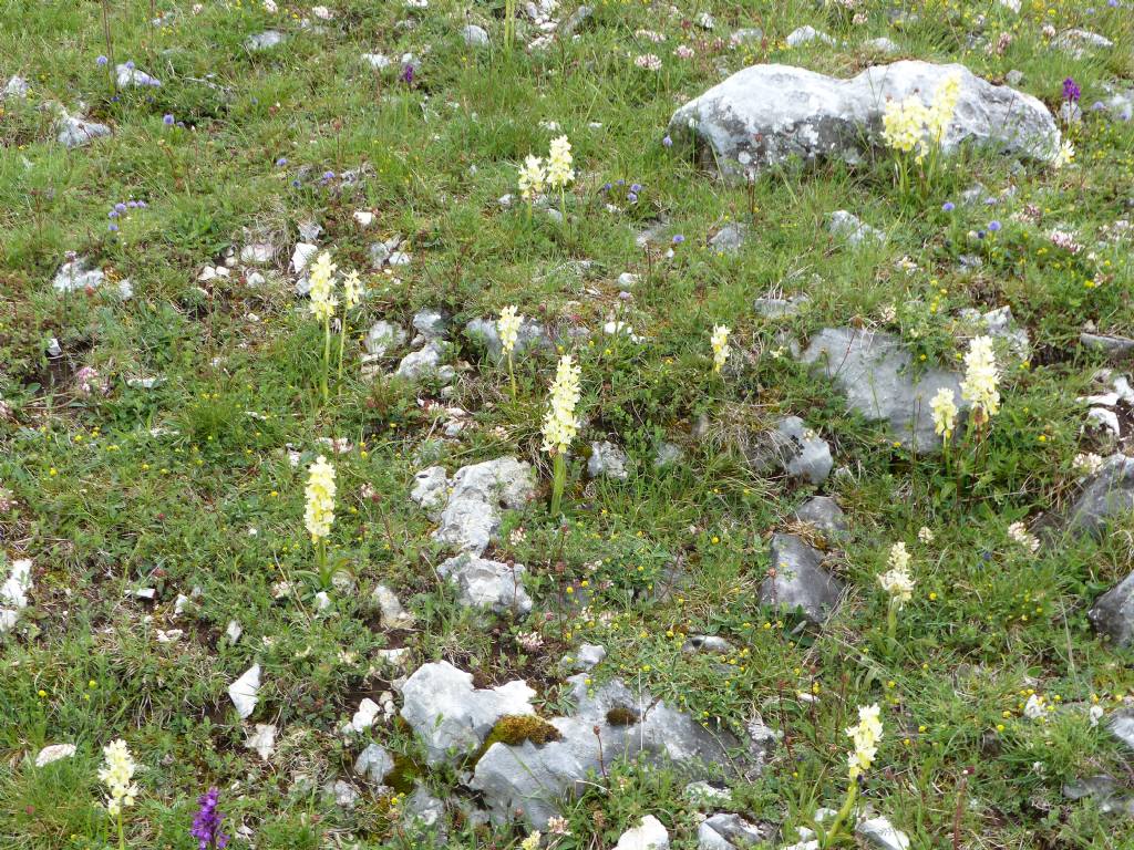 Monte Velino e Monti della Duchessa, le orchidee e la Natura  2024.