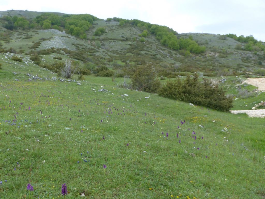 Monte Velino e Monti della Duchessa, le orchidee e la Natura  2024.