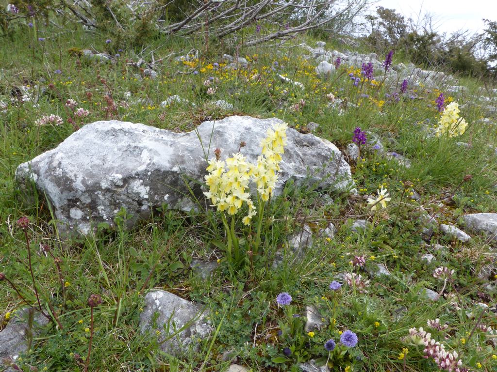 Monte Velino e Monti della Duchessa, le orchidee e la Natura  2024.