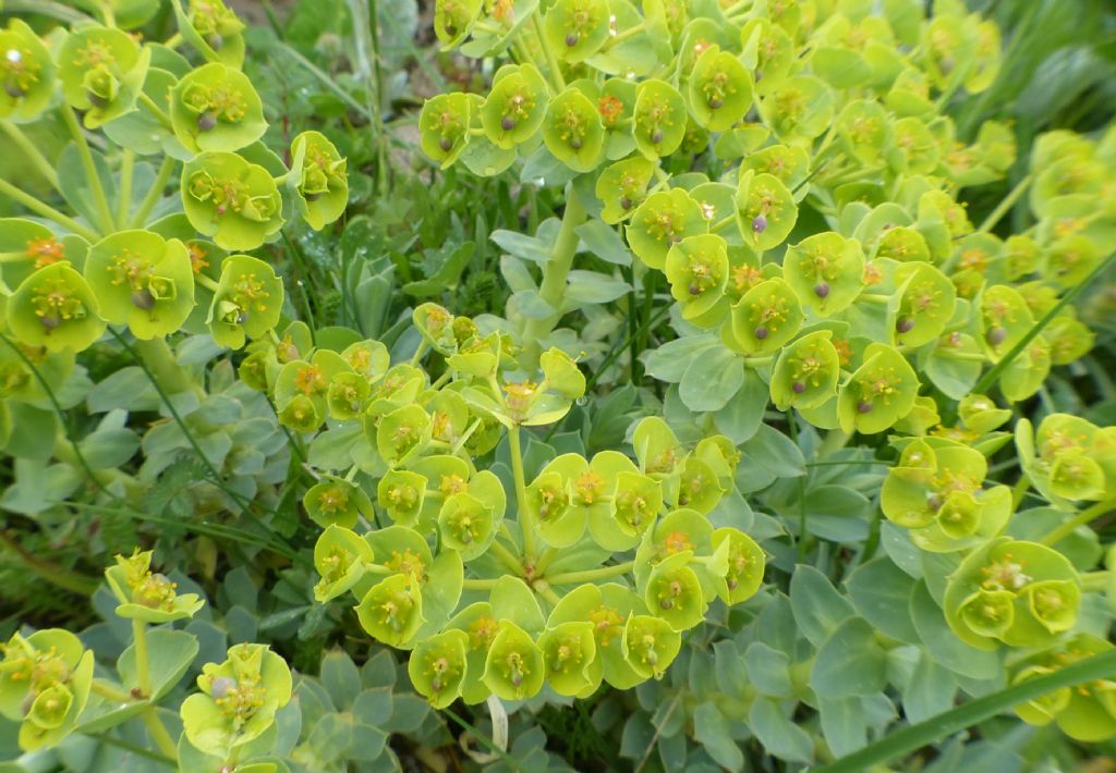 Monte Velino e Monti della Duchessa, le orchidee e la Natura  2024.