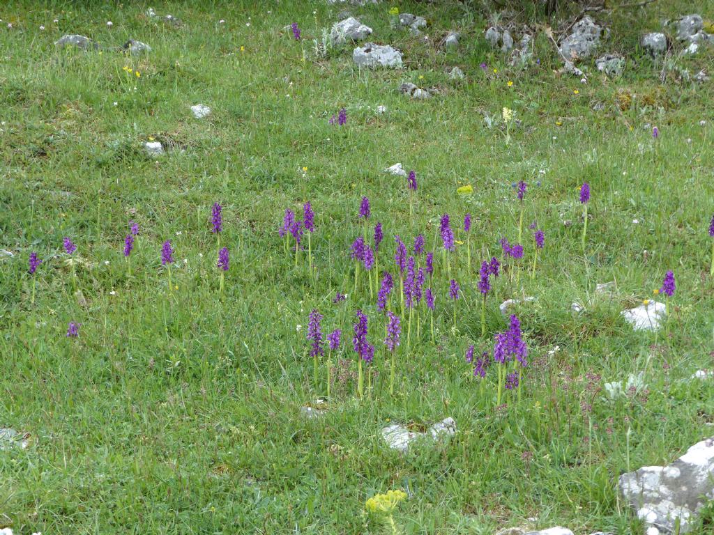 Monte Velino e Monti della Duchessa, le orchidee e la Natura  2024.