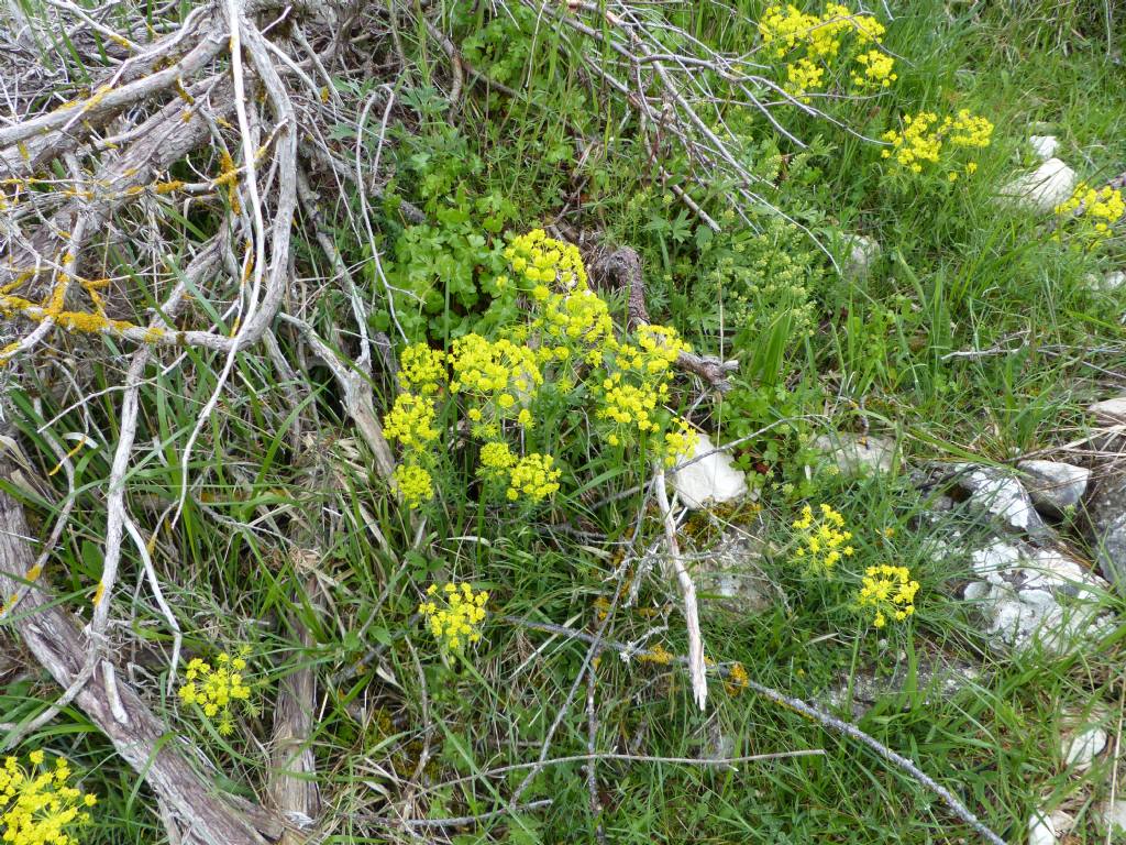 Monte Velino e Monti della Duchessa, le orchidee e la Natura  2024.