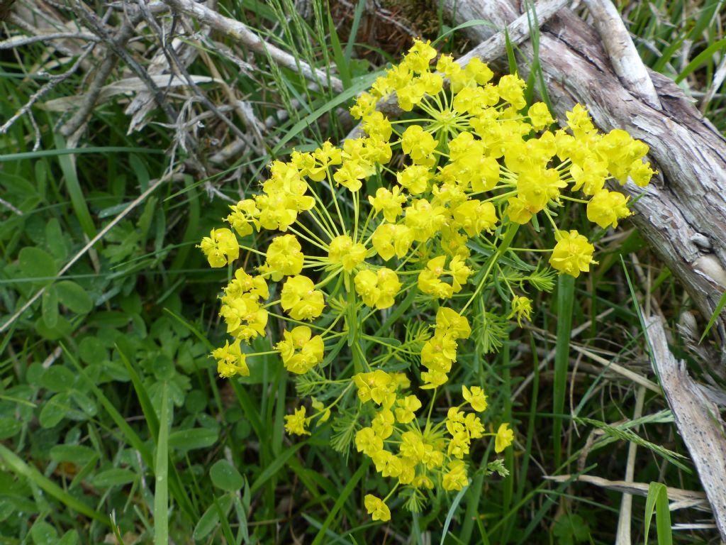 Monte Velino e Monti della Duchessa, le orchidee e la Natura  2024.