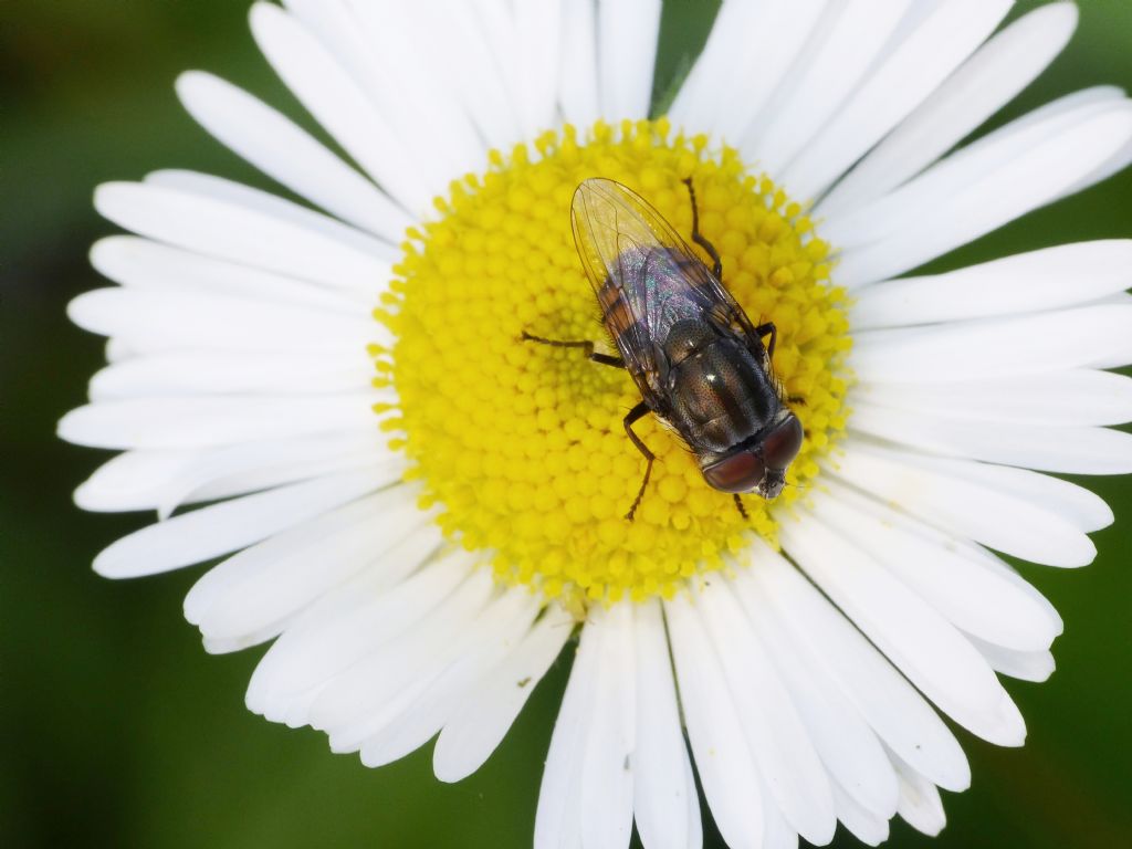 Calliphoridae - Maschio di Stomorhina lunata