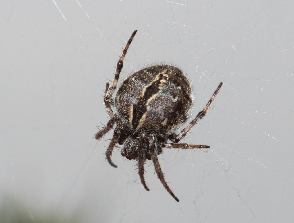 Araneidae - Agalenatea redii