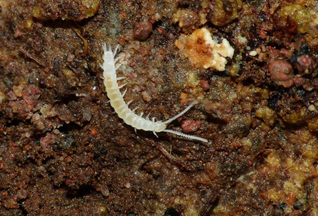 Symphyla - Scutigerellidae - Scutigerella sp.