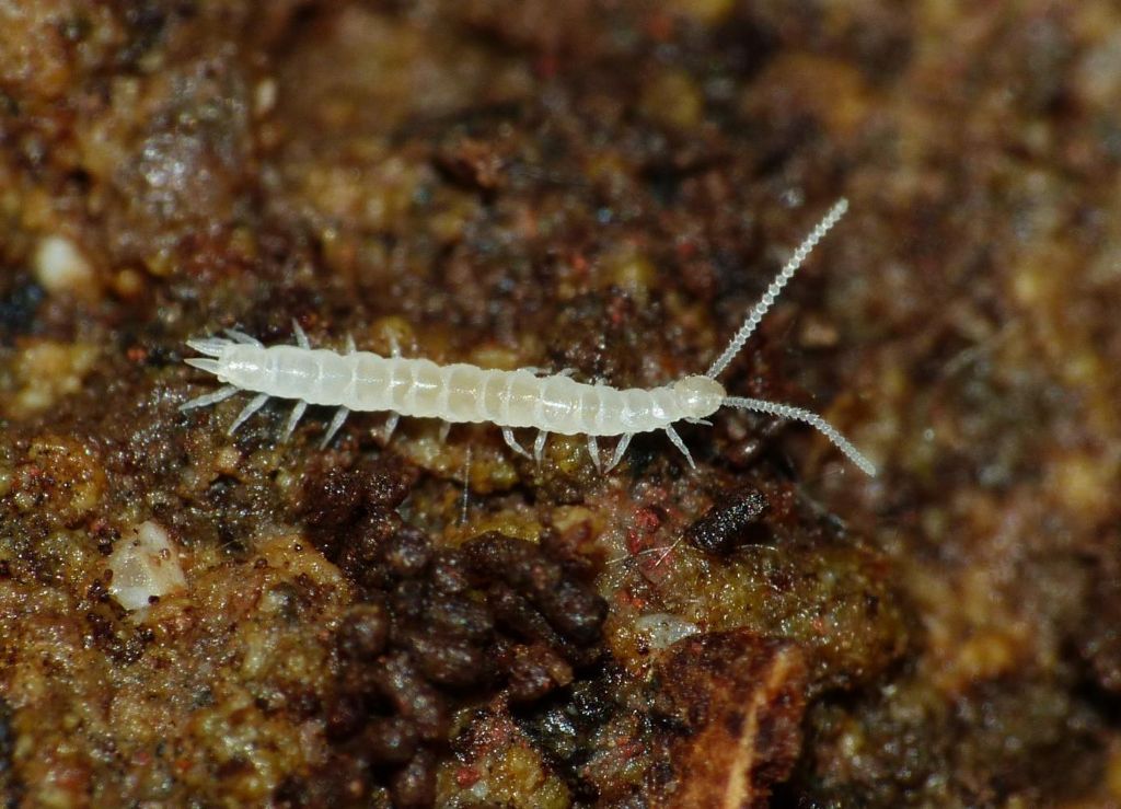 Symphyla - Scutigerellidae - Scutigerella sp.