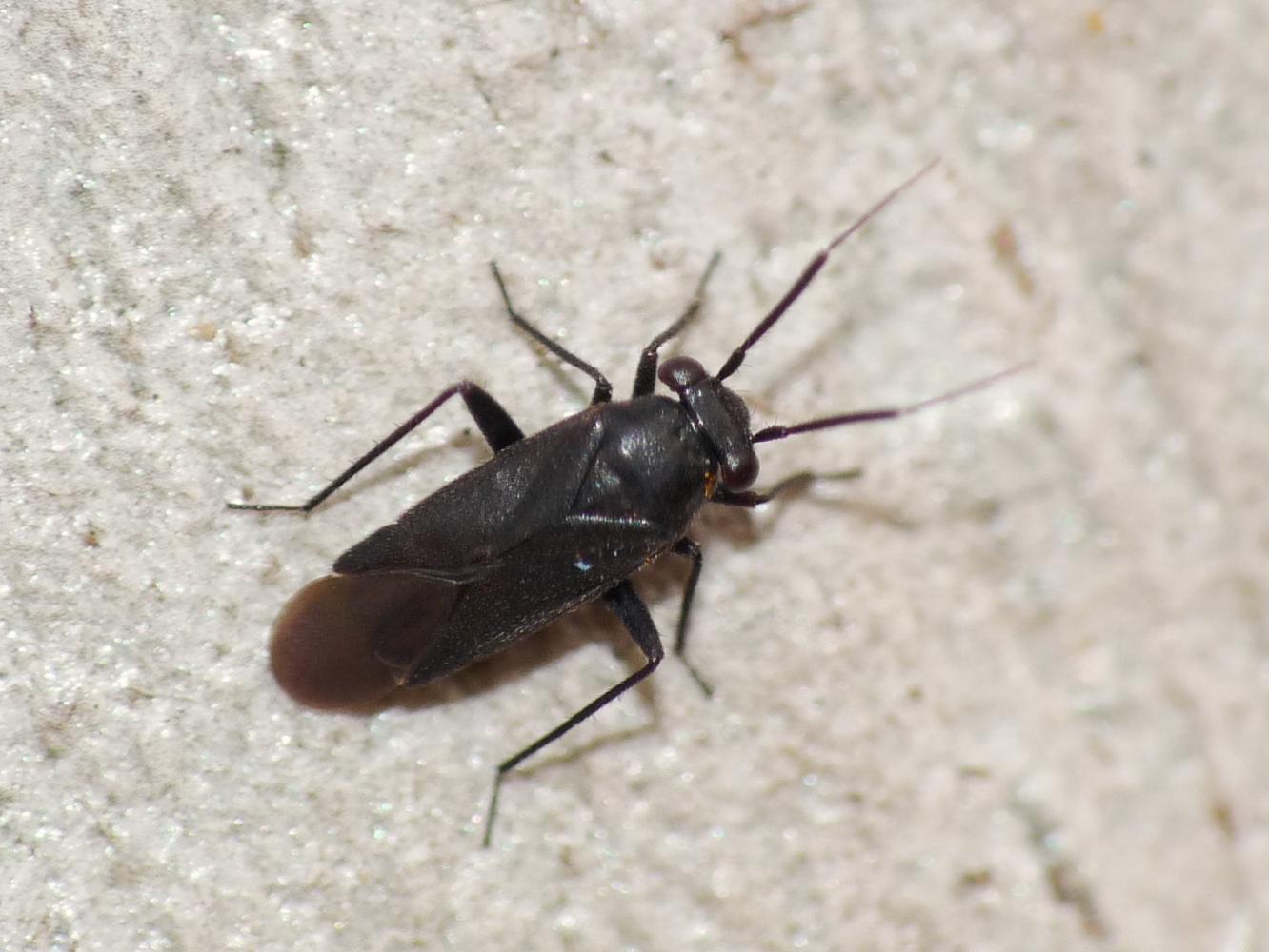 Lygaeidae? No, Miridae: Pachytomella passerini