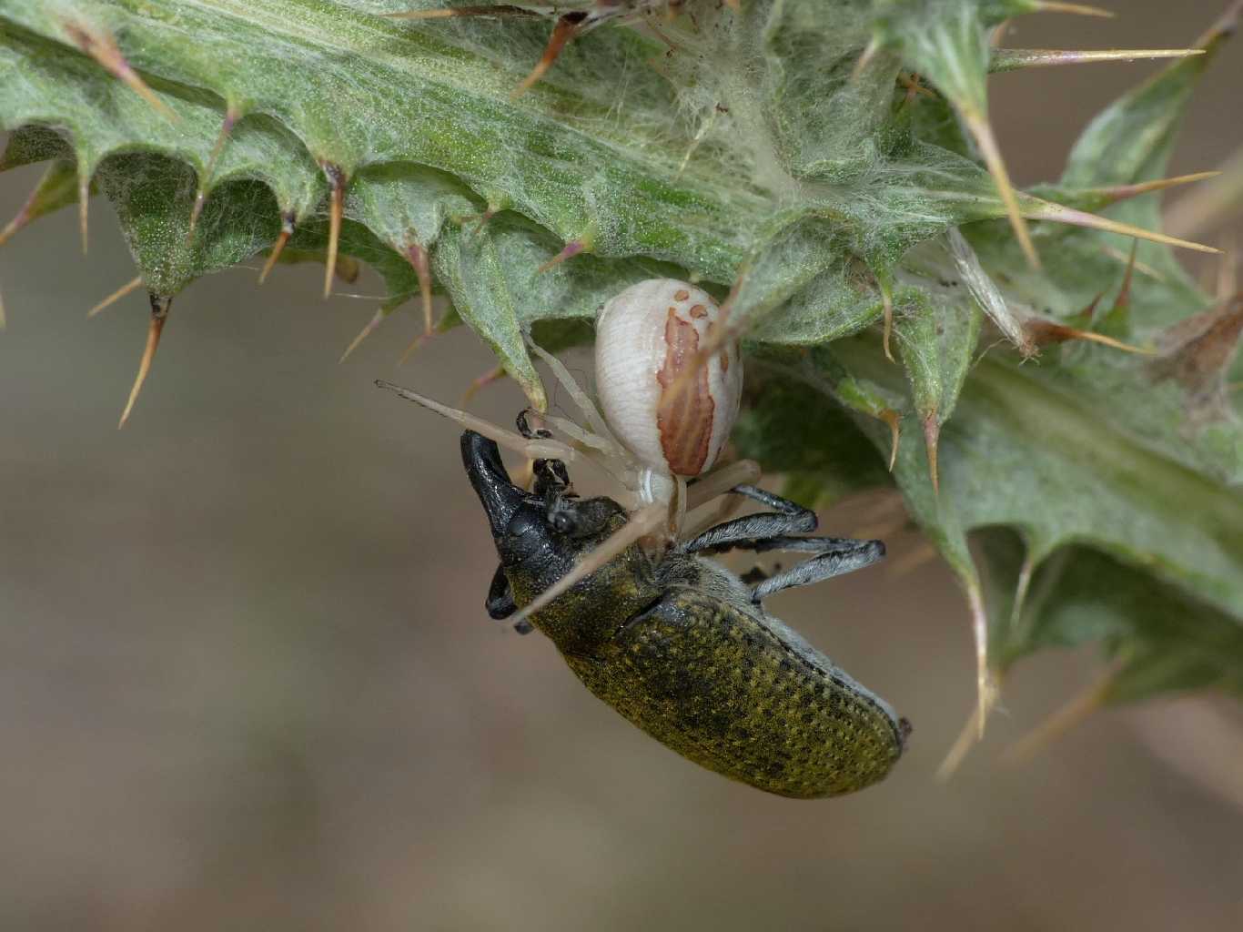 Runcinia grammica con preda (Libelloides) - Padriciano (TS)