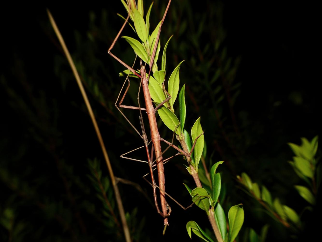 Bacillidae: Bacillus rossius