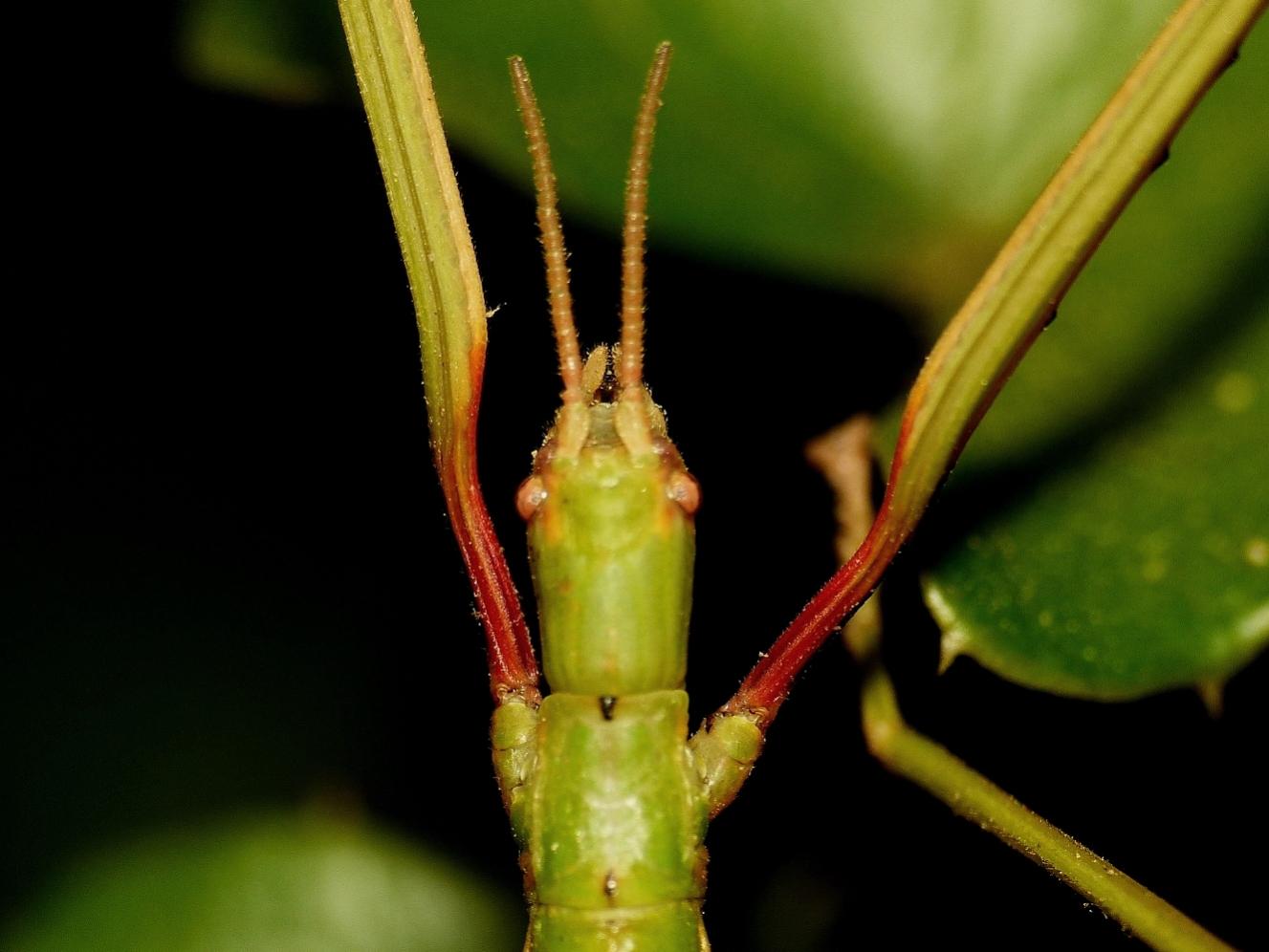 Bacillidae: Bacillus rossius