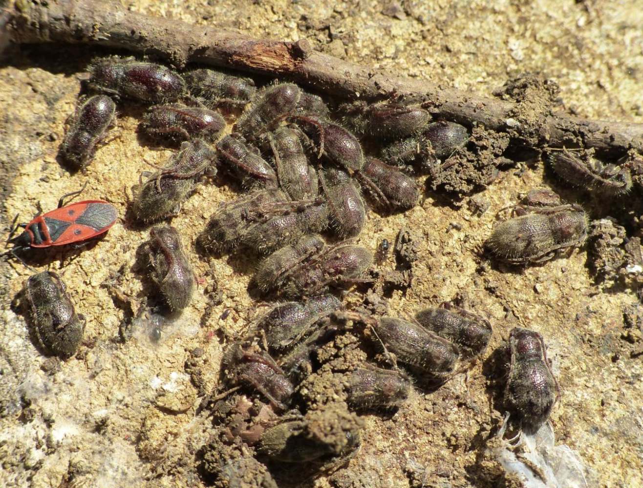 Parmena unifasciata e P. pubescens, Cerambycidae