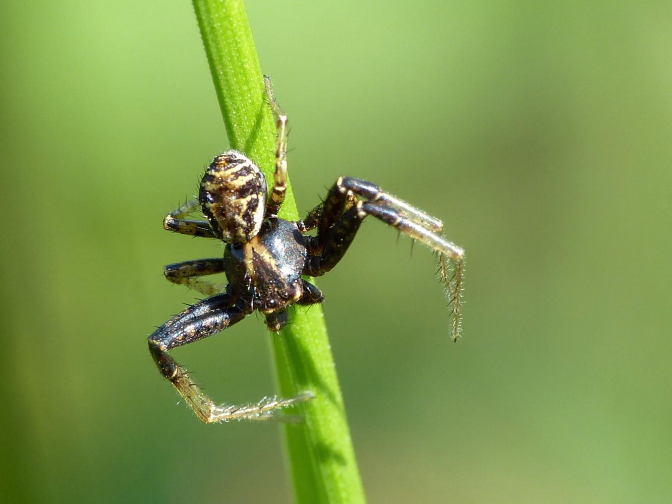 Maschio di Xysticus sp. - Roma