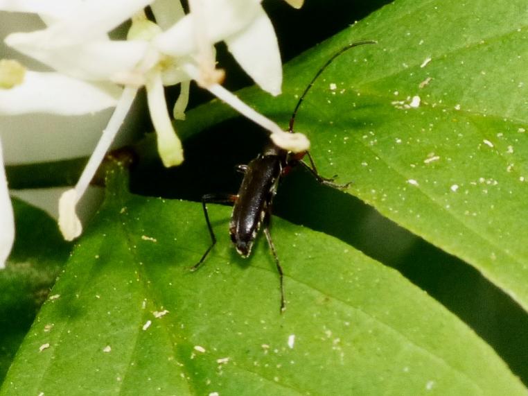 Un mini Cerambycidae: Grammoptera ruficornis