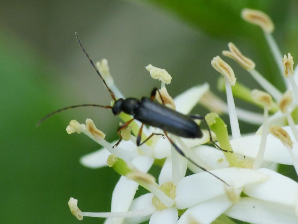 Un mini Cerambycidae: Grammoptera ruficornis