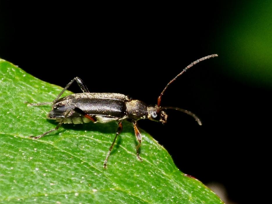 Un mini Cerambycidae: Grammoptera ruficornis