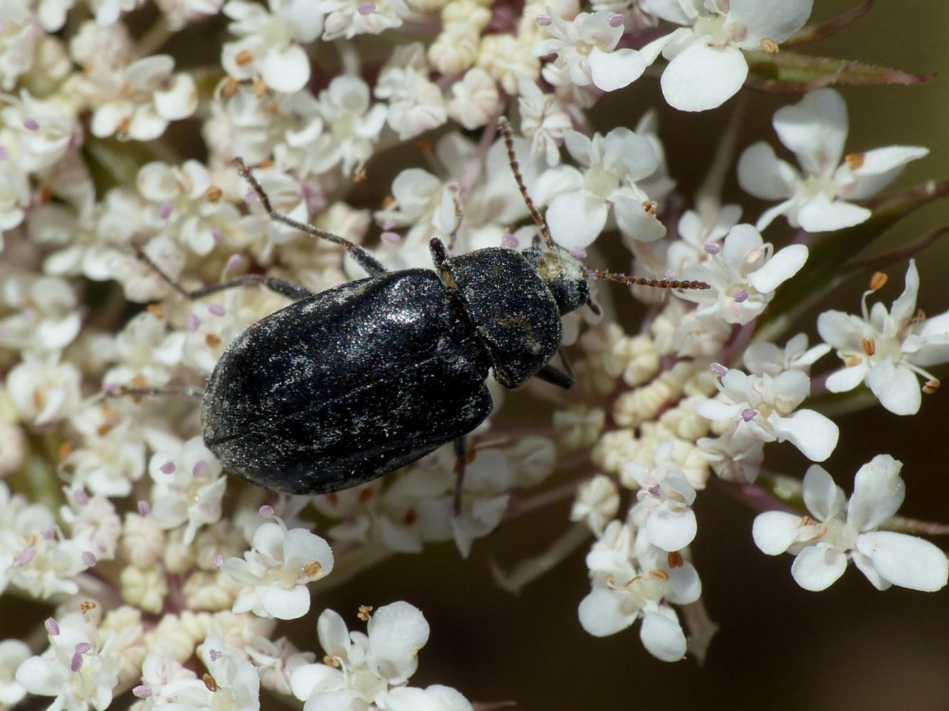 piccolo coleottero floricolo: Mycteridae