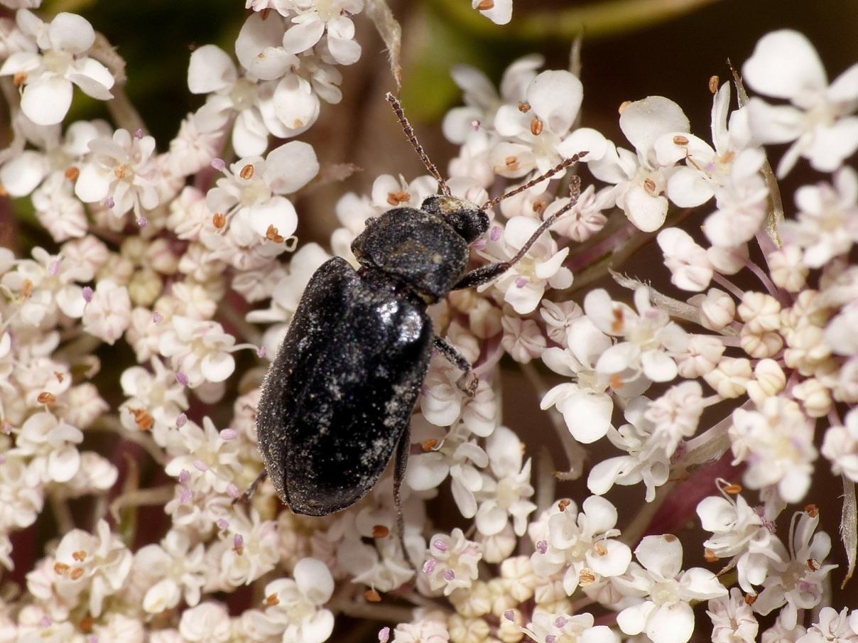 piccolo coleottero floricolo: Mycteridae