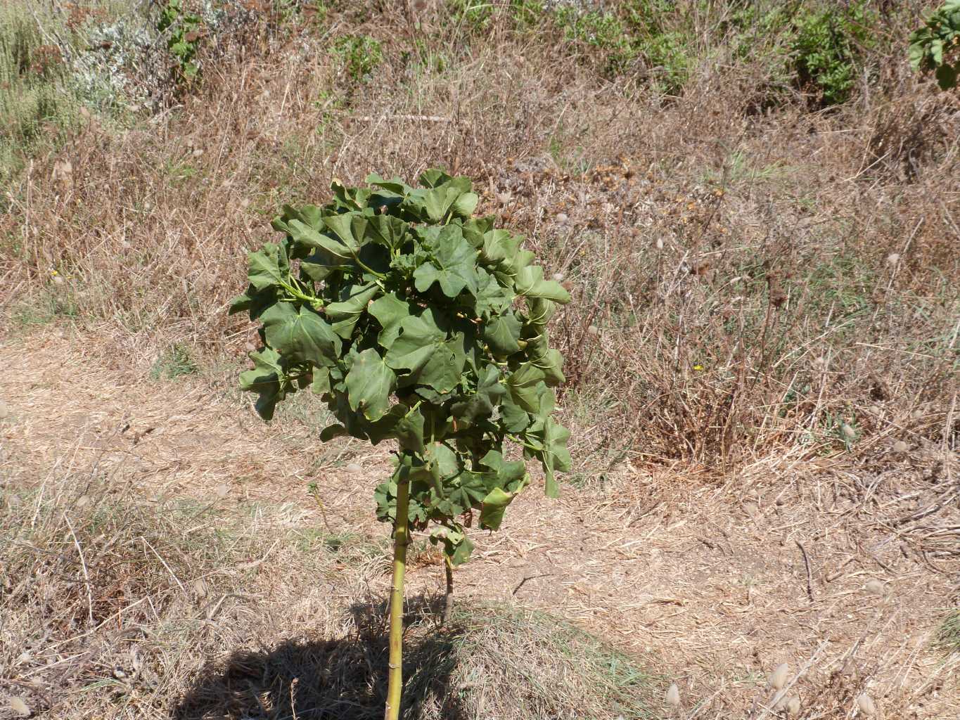 Pianta delle coste rocciose - Malva veneta