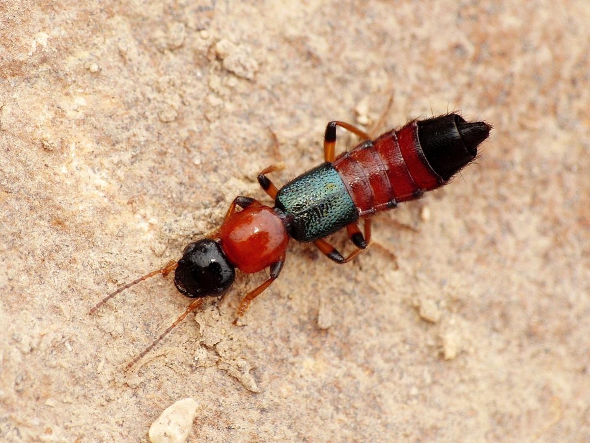 Paederus littoralis