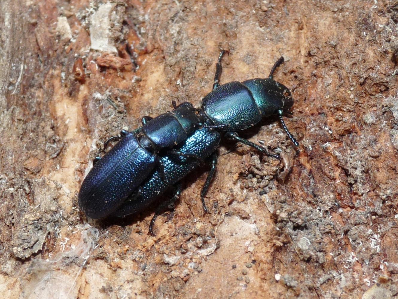 Coppia di Temnochila caerulea