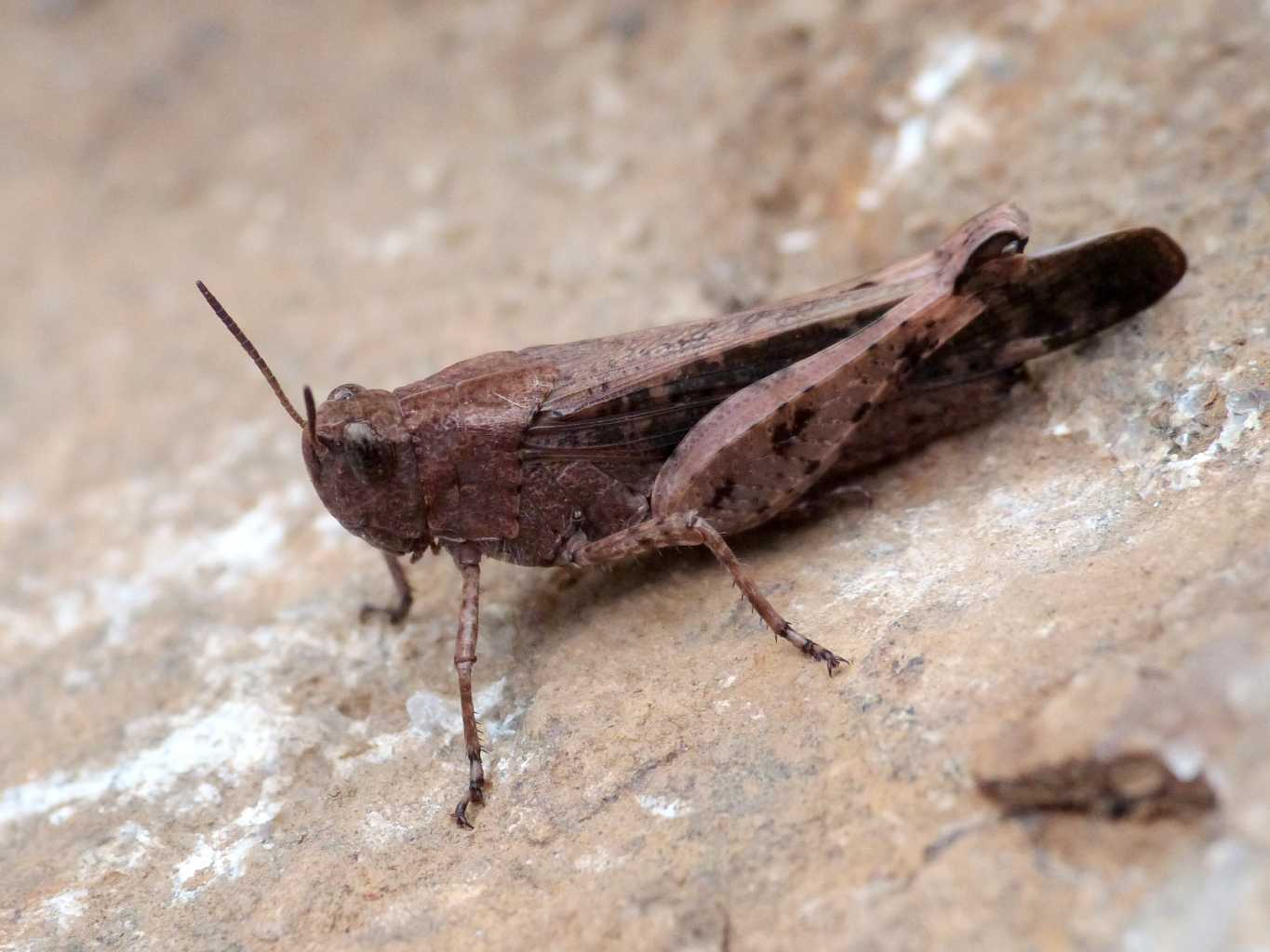 Acridiidae di colore insolito