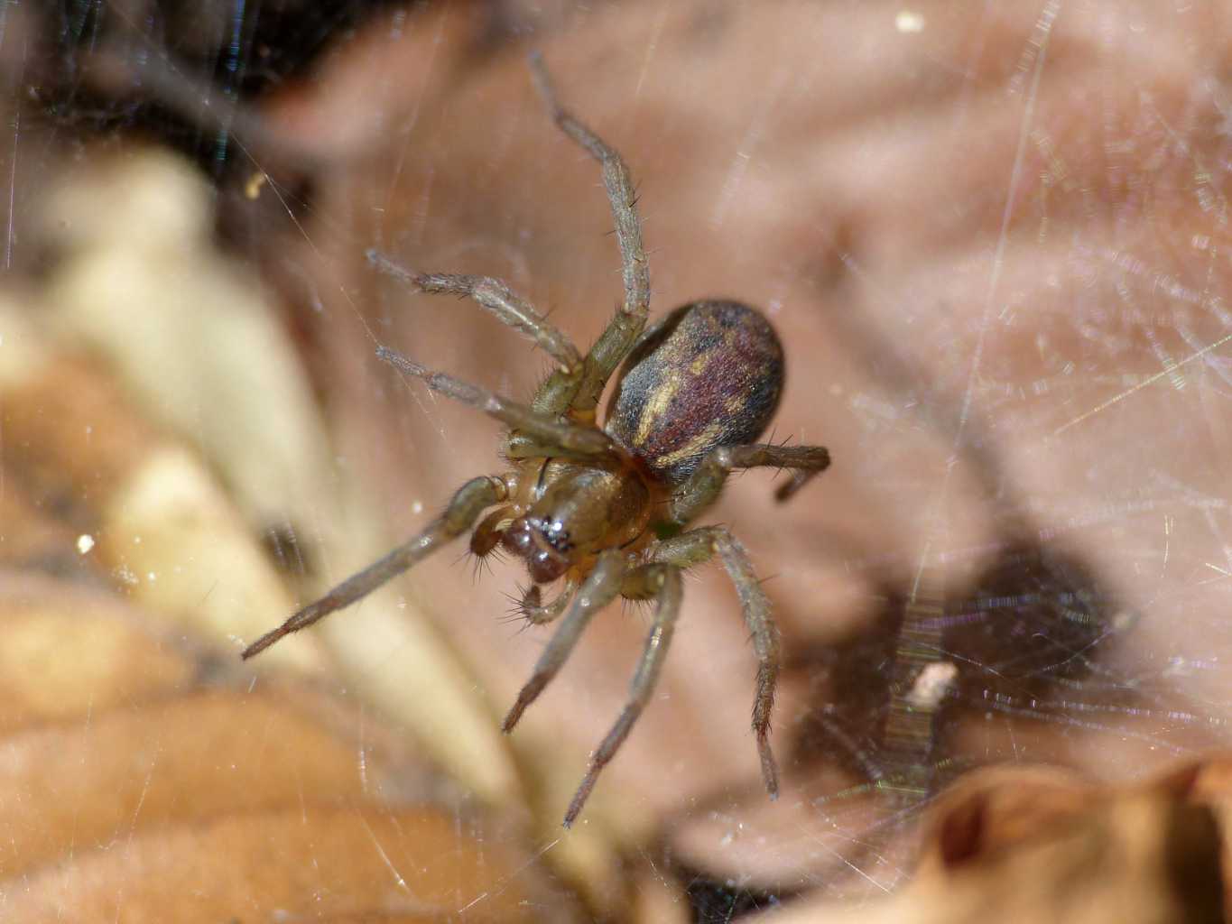 Aterigena ligurica - Monte Gennaro (RM)