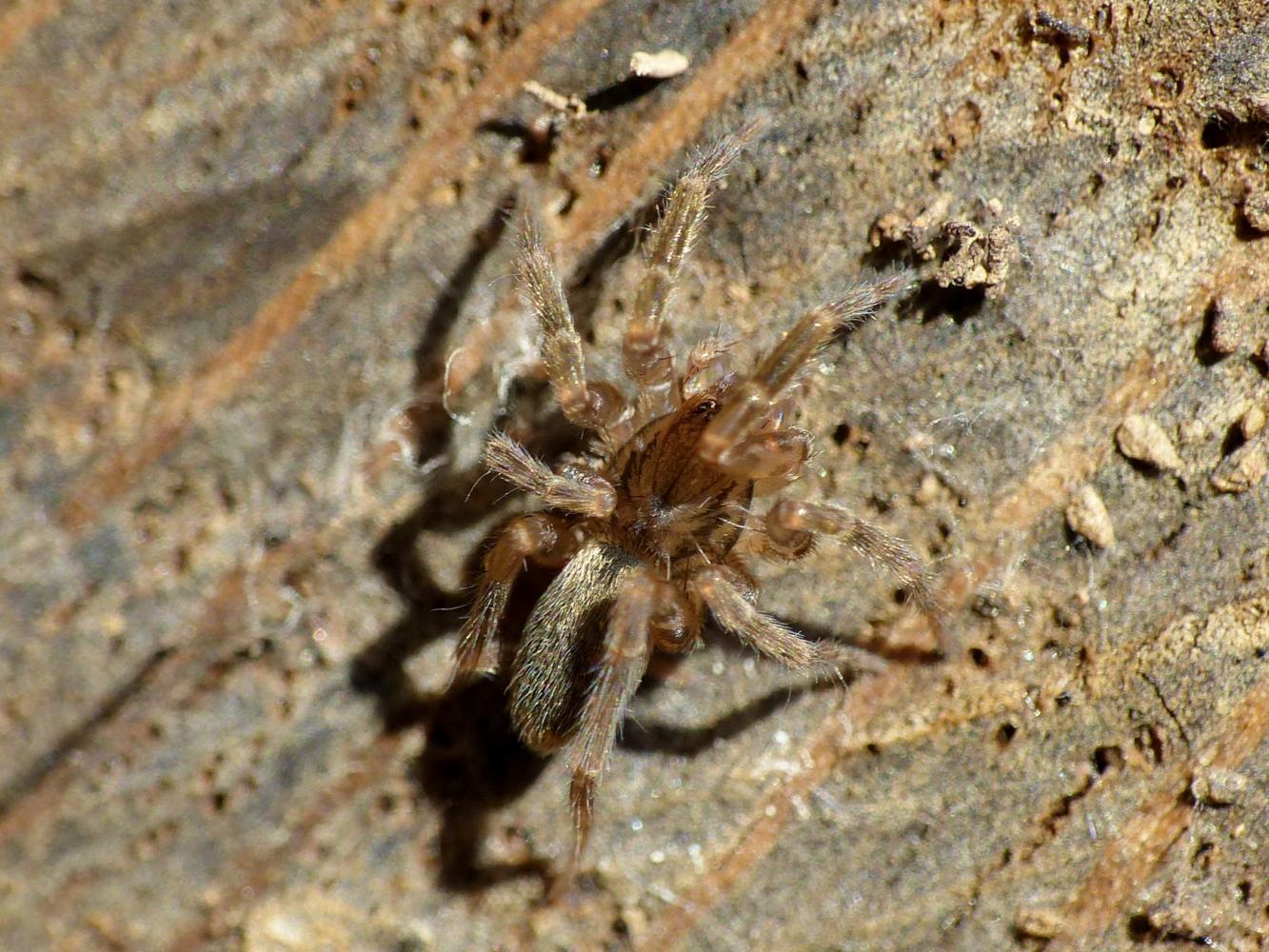 Giovane Agroeca sp. - Tolfa (RM)