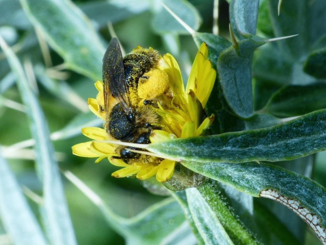 Andrena sp. (?) carica di polline