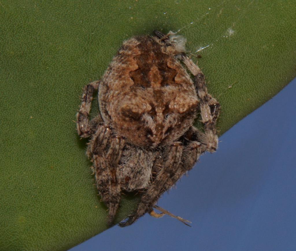 Araneus cfr angulatus - Santorini (GR)