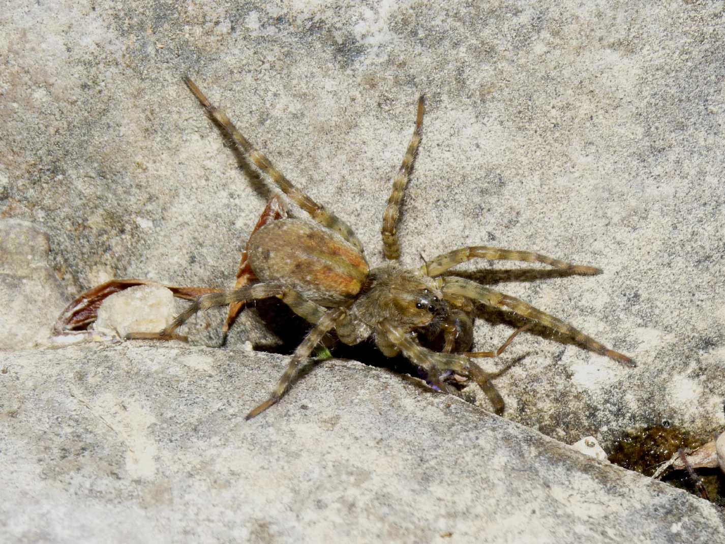 Lycosidae igrofili