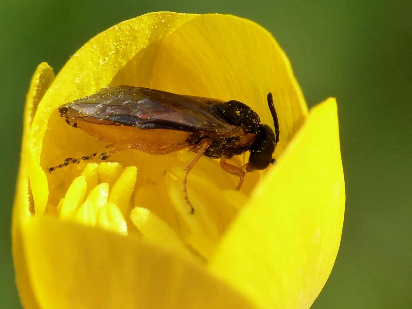 Athalia sp.(?) che dorme dentro un ranuncolo.