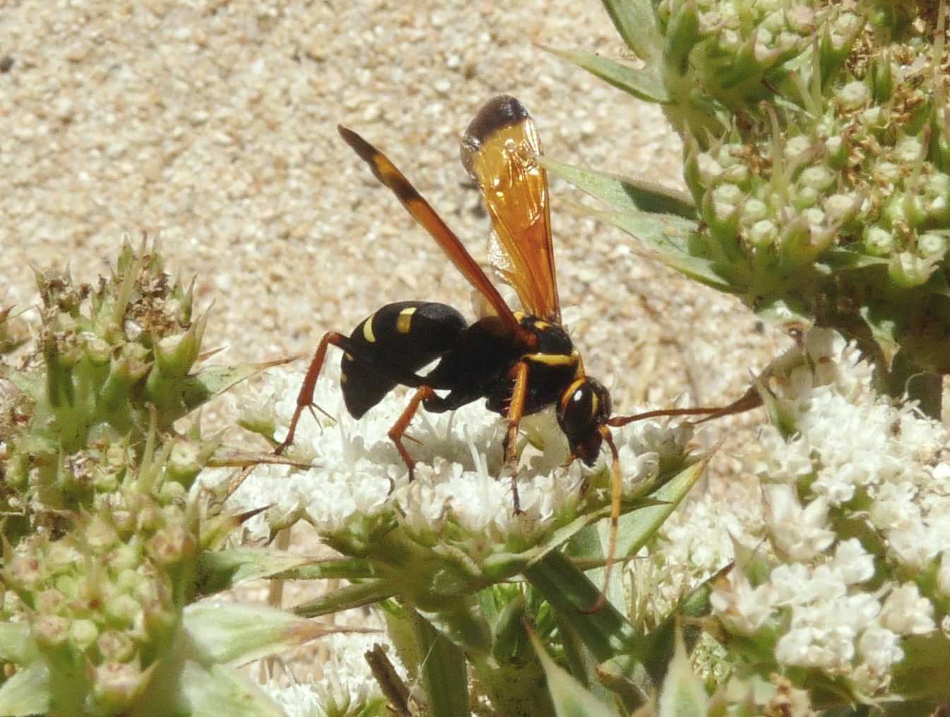 Batozonellus lacerticida? No. Altro Pompilidae