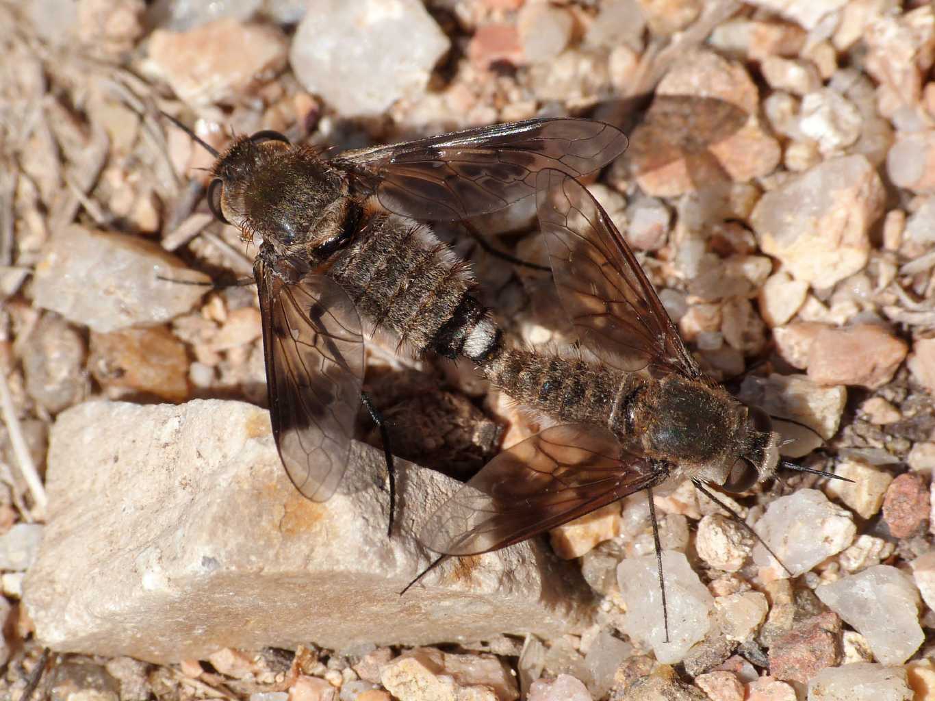 tanti tanti tanti grilli (giovani di Calliptamus sp.)