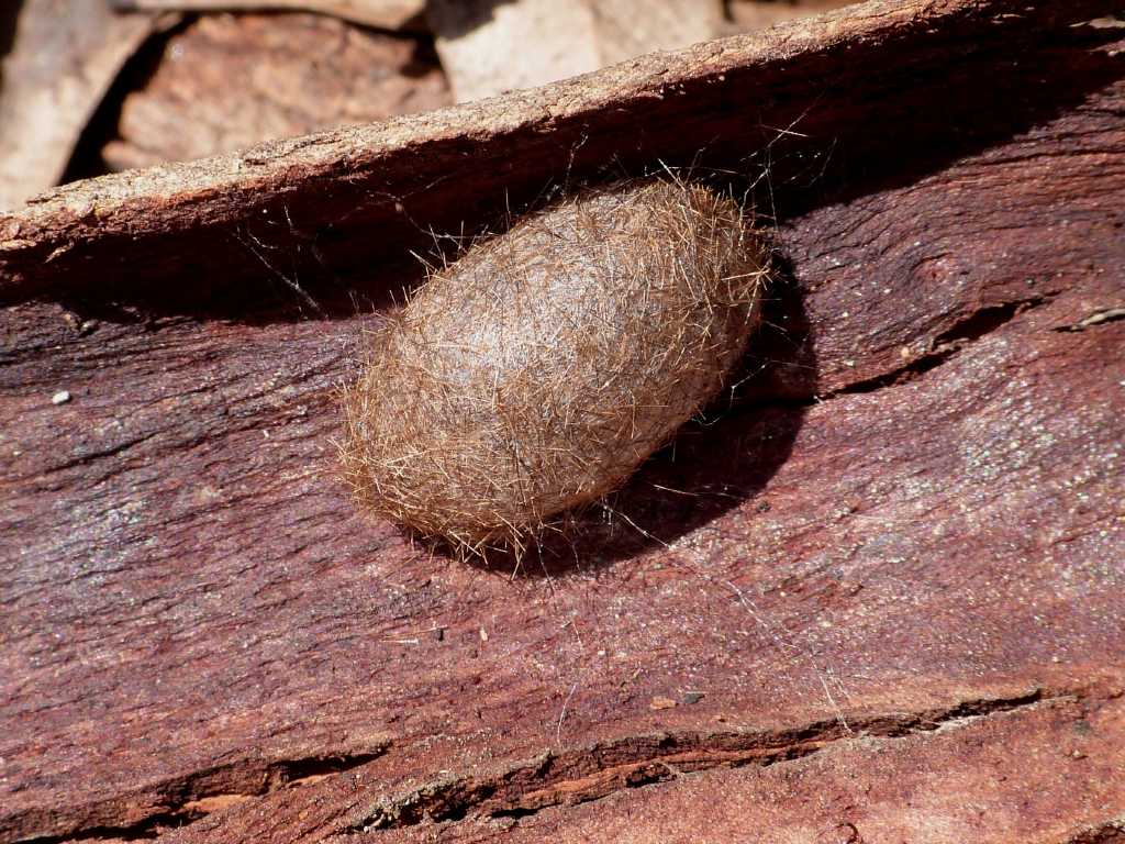 Bozzolo di Phragmatobia fuliginosa