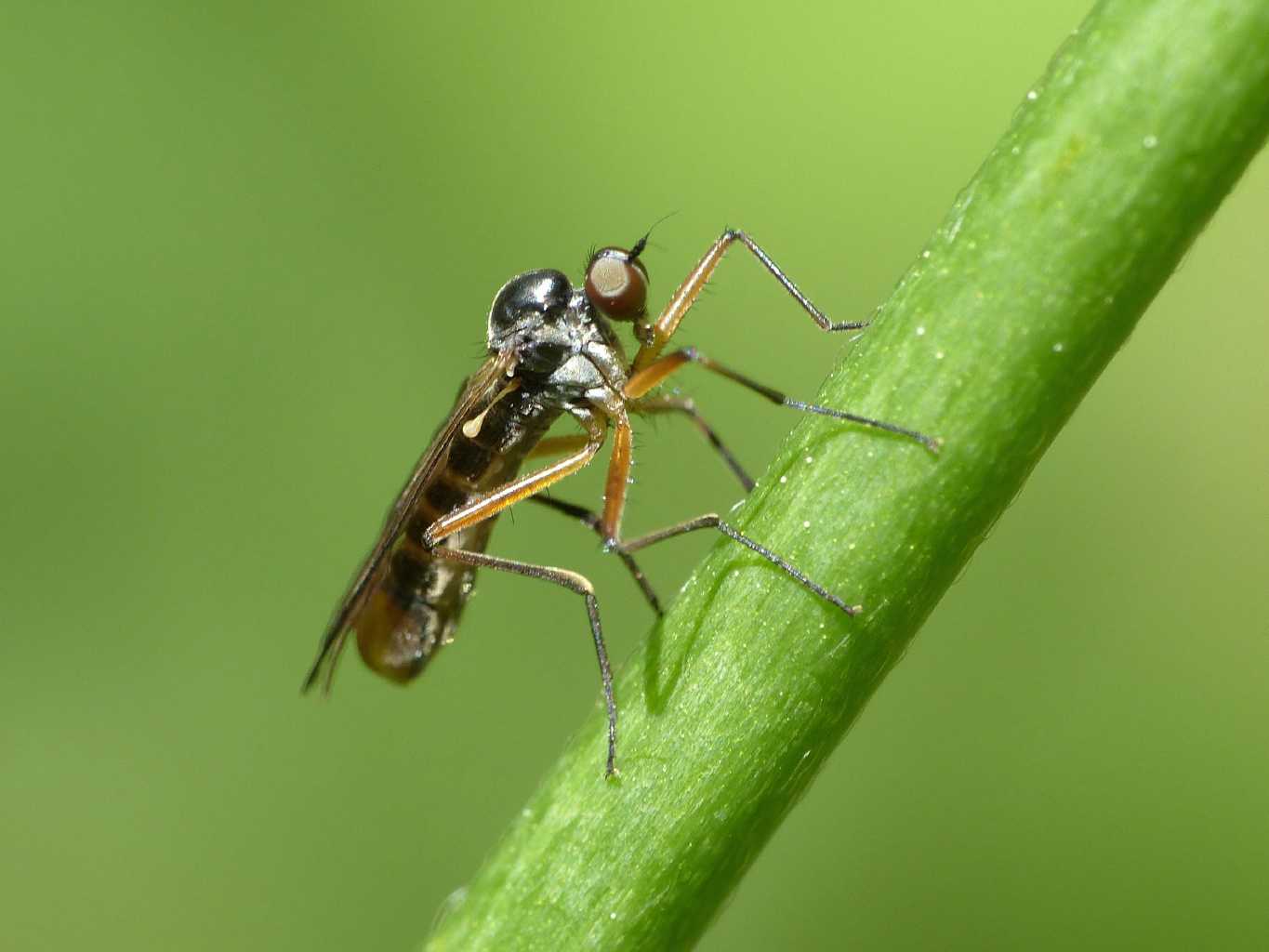 Brachystoma vesiculosum