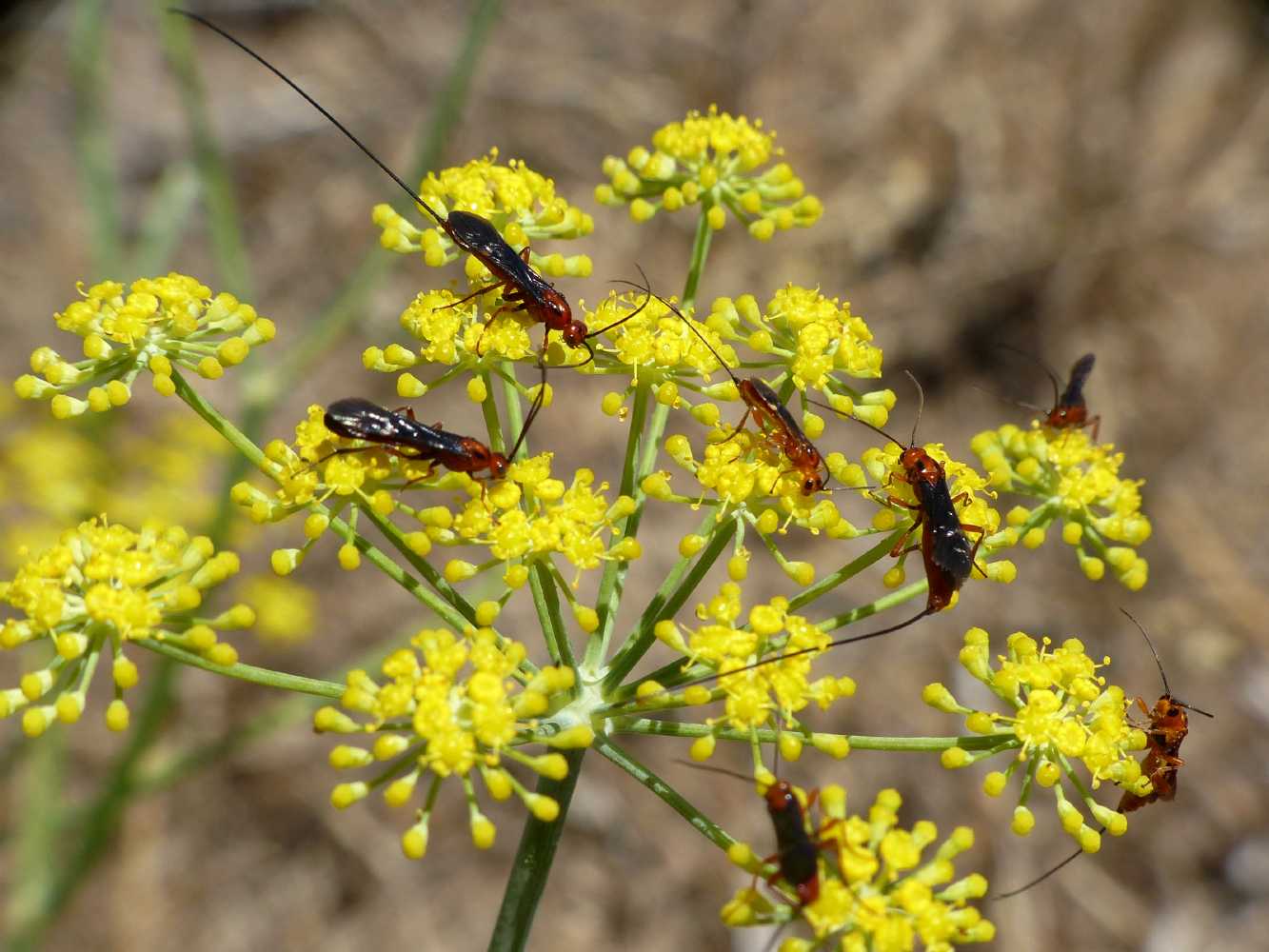 Ichneumonidae da identificare