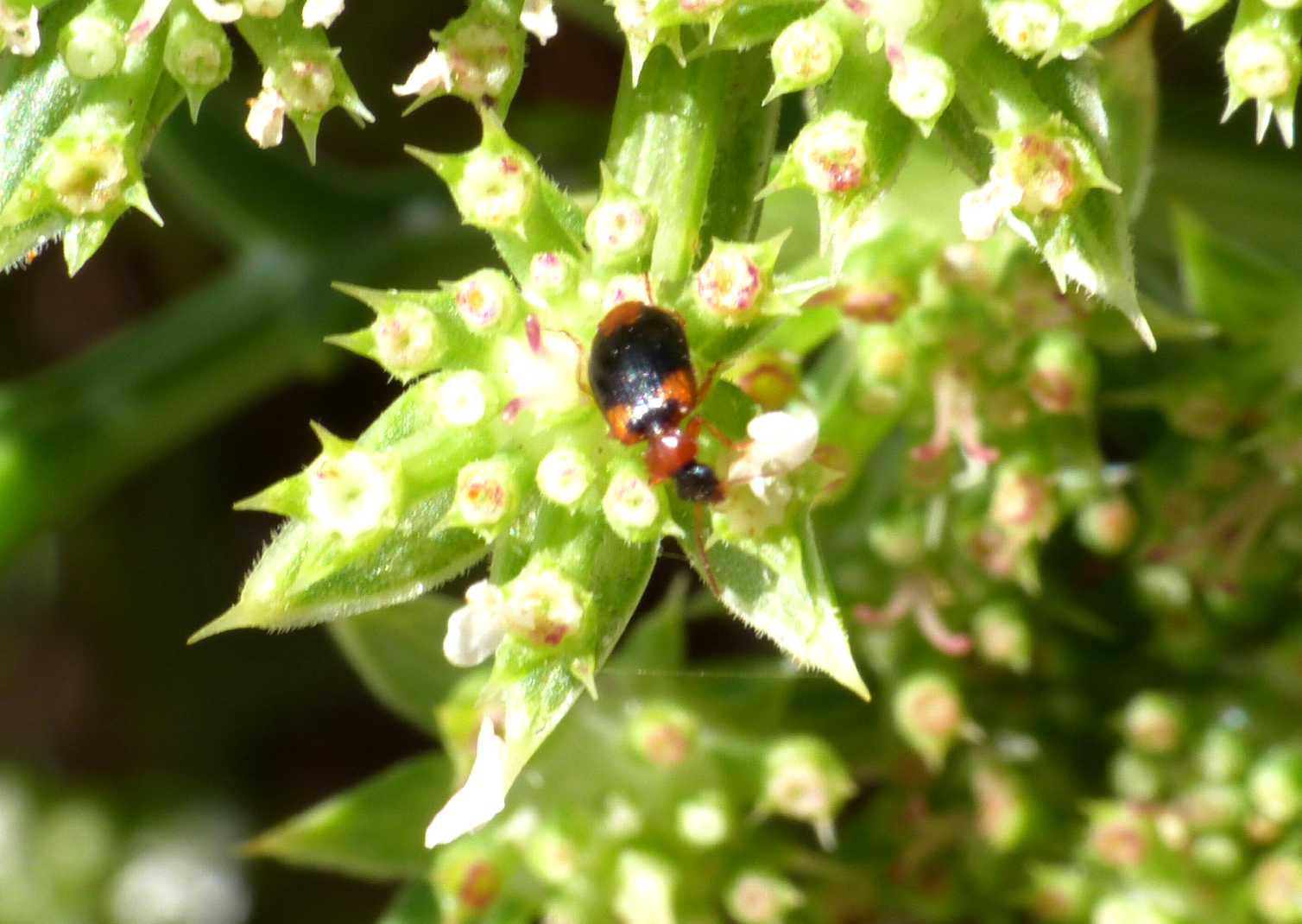 Piccolo Carabidae su finocchio di mare: Lebia humeralis