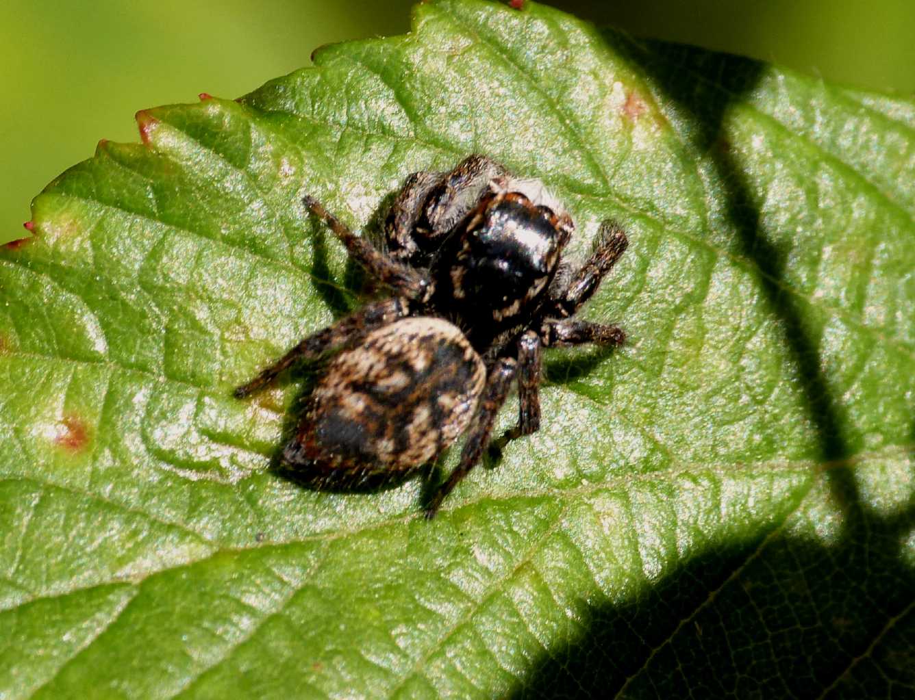 Femmina di Carrhotus xanthogramma - Santa Teresa G. (OT)