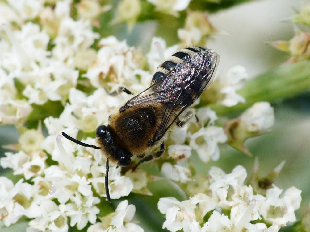 Colletes sp.? Megachile sp. (cf)