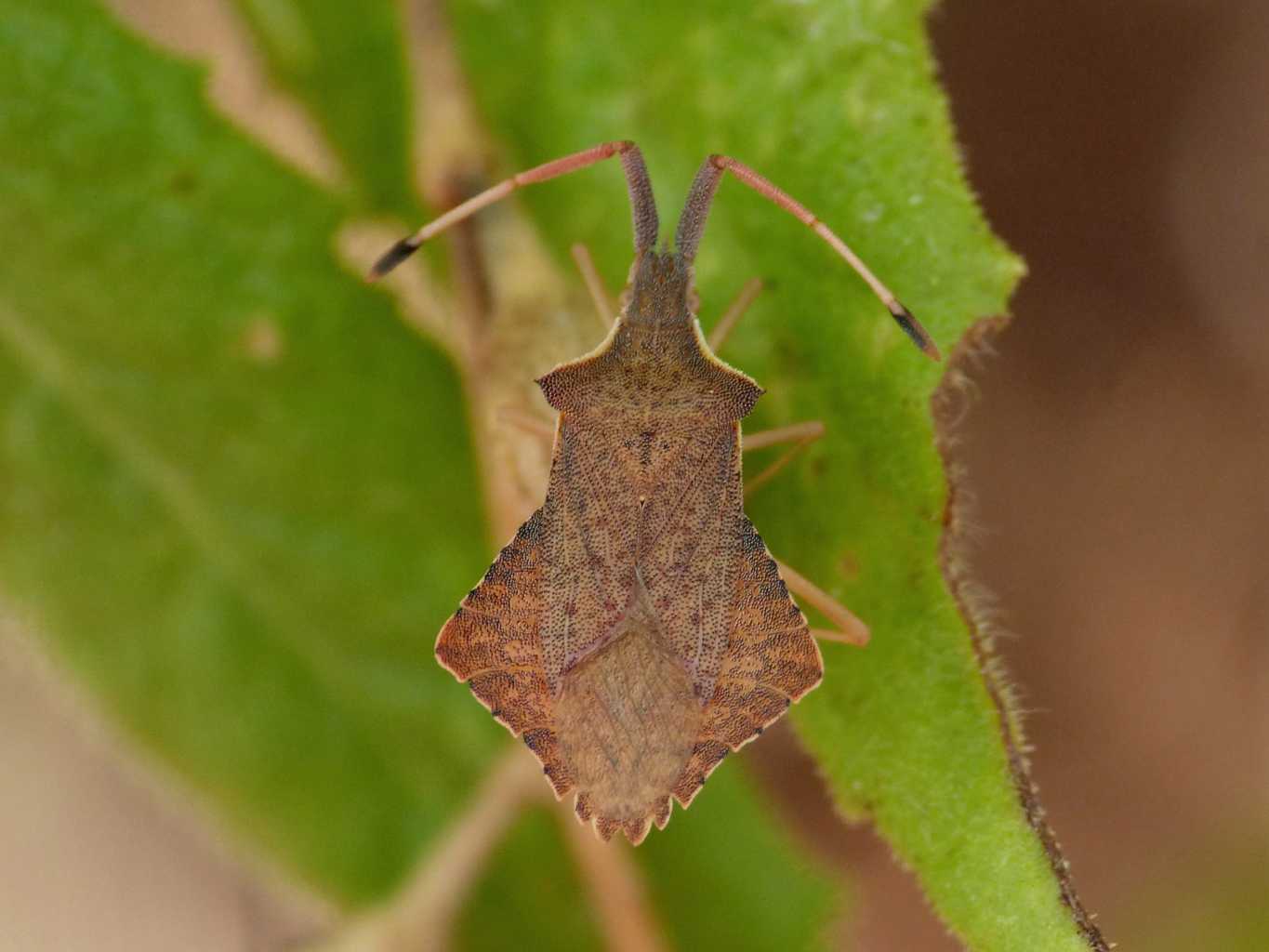 Coreidae: Syromastus rombeus della Sardegna (OT)