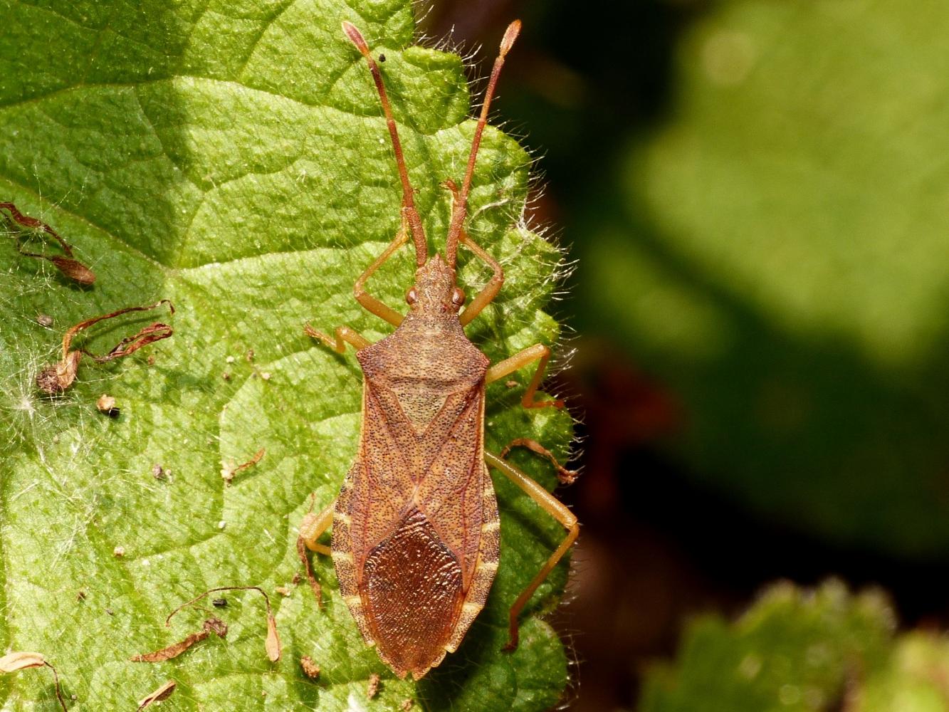 Coreidae: Gonocerus acuteangulatus