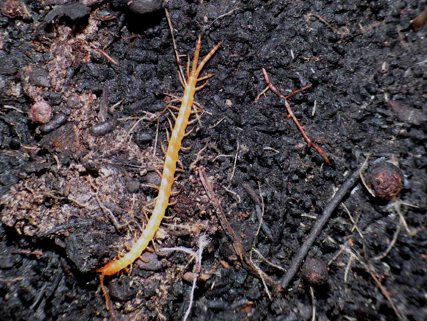 Piccolo Cryptopidae - Ostia Antica